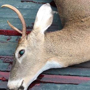 Meet your Posher, Destiny